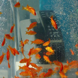 Meet your Posher, Annabel